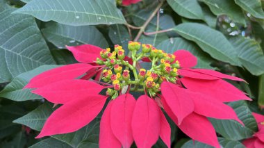  Red Poinsettia - Doğa Kapanışı