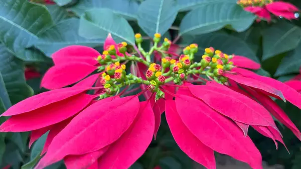 Paskalya verandasının parlak kırmızı rengine yakın.