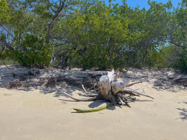  Long Island, beyaz kumsaldaki odun parçaları, denizdeki cennet Venezuela 