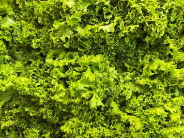 Büyük miktarda yeşil marul yaprağı.