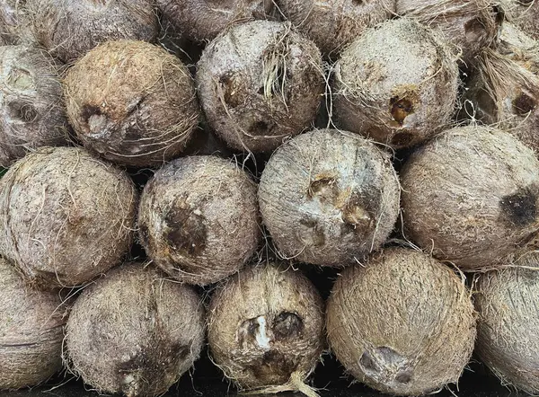  Hindistancevizi Yığılmış Kıllı ve Kahverengi