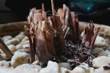 Kuru gövde yapısı ve ağaç kabuğu dokusu 