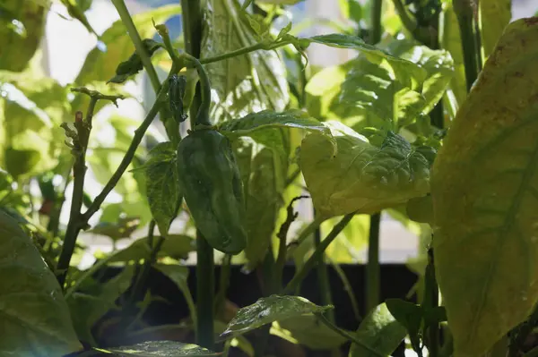  Taze yeşil biber ya da biber bahçeden toplandı.