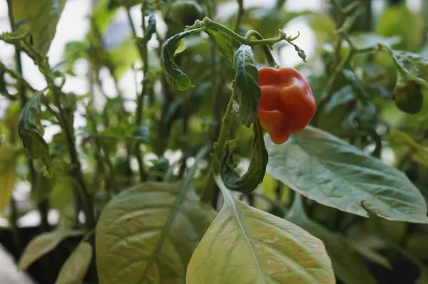 Bahçedeki bitkide taze kırmızı biber yetişiyor.