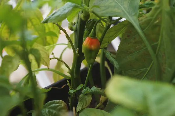 Bitkinin üzerinde taze kırmızı biber