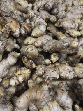 Bahçede olgunlaşan mısır bitkisi