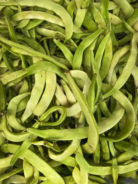 Bahçede olgunlaşan mısır bitkisi