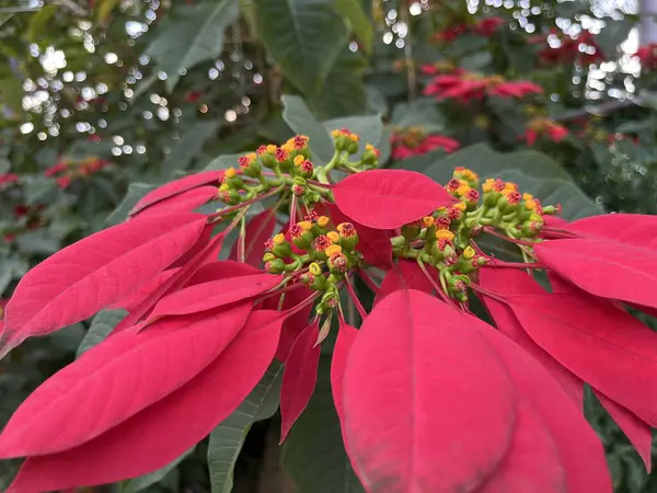 Yakın planda kırmızı noktalama.