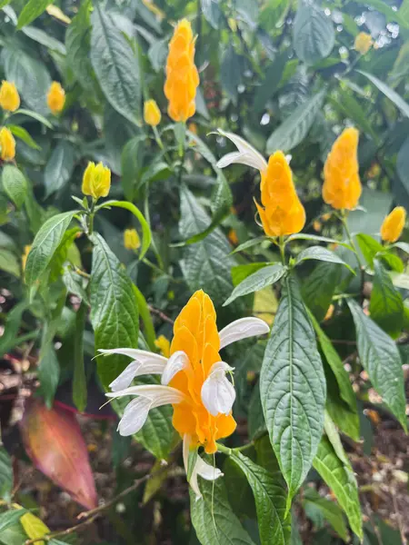 Ağaçta taze kaynak meyvesi, egzotik meyveler.