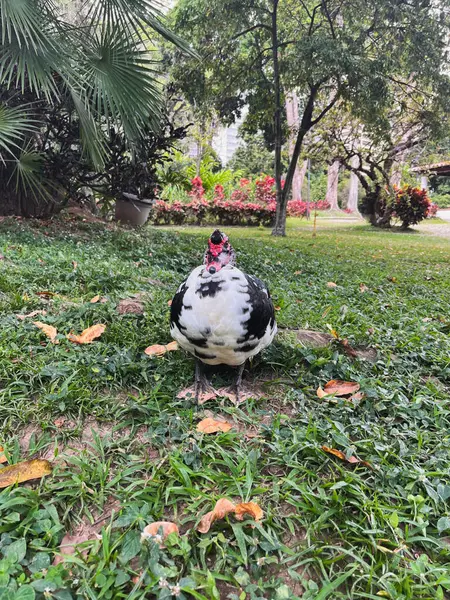 Ağaçta taze kaynak meyvesi, egzotik meyveler.