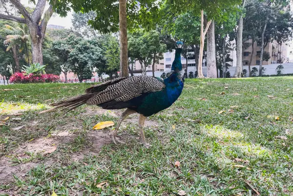 Parktaki görkemli ağaç