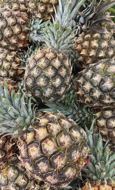 Tamarillo ya da ağaç domatesi, taze ve lezzetli bir yenilebilir meyve.