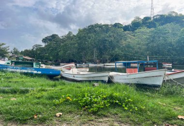 Yeşil bir ortamda demirlenmiş teknelerin sakin manzarası