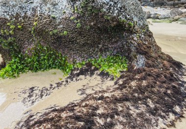 Yeşil bir ortamda demirlenmiş teknelerin sakin manzarası