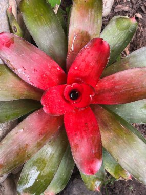 Serbestçe dolaşan ördeğin yakın çekimi