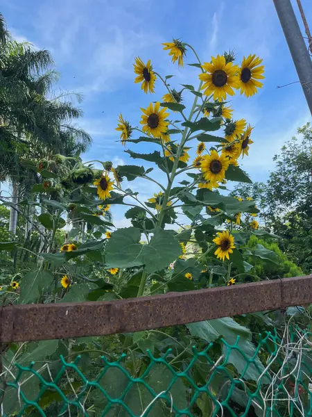 Serbestçe dolaşan ördeğin yakın çekimi