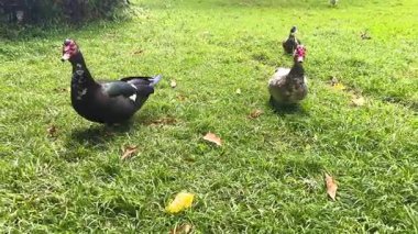 Üç ördekli bir ailenin rahatça dolaşması.