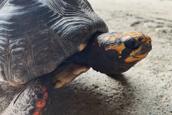 Olağanüstü sarı ayaklı kaplumbağaya yakın çekim