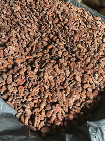  Çikolata ürünlerine daha fazla işlem için hazırlanan kurutulmuş kakao çekirdekleri yakın plan.