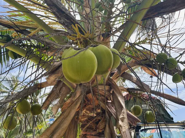  Çikolata ürünlerine daha fazla işlem için hazırlanan kurutulmuş kakao çekirdekleri yakın plan.
