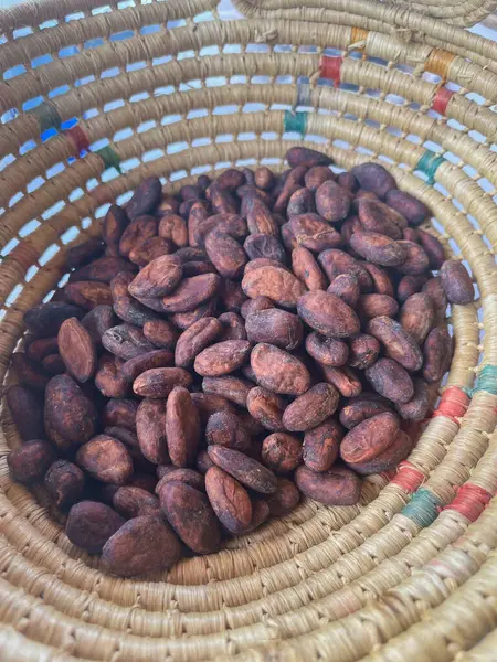 Kurutulmuş kakao çekirdekleri el yapımı bir sepette işlenmeye hazır - Cuyaua, Venezuela