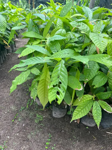 Kurutulmuş kakao çekirdekleri el yapımı bir sepette işlenmeye hazır - Cuyaua, Venezuela