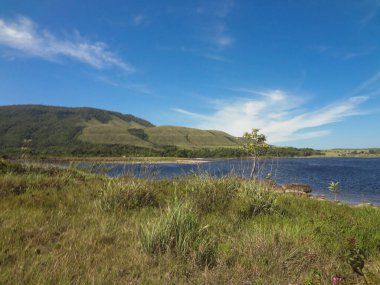 Yoğun mavi renk ve bitki örtüsü, uzun otlar ve küçük çalılar.