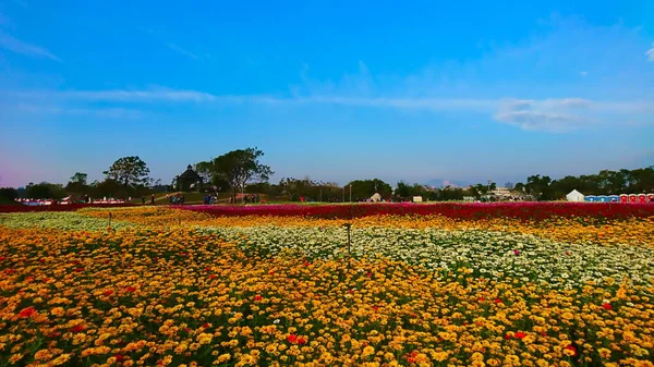台湾台中 2017年12月25日 蓝天下开满了白花 红花和黄花的花田 — 图库照片