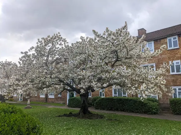 Londra, İngiltere - 04.01.2022: Walthamstow 'daki Blackhorse Yolu' ndaki salgın sırasında bulutlu bir gökyüzünün altındaki bir çimenlikte beyaz çiçeklerle dolu çiçek açan kiraz ağacı