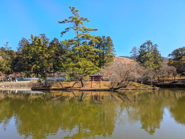 Nara, Japonya - 01.02.2024: Todai-ji Itsukushima Jinja Todai-ji 'nin yanındaki göletin ortasında sonbaharda ağaçlarla çevrili açık mavi bir gökyüzünün altında
