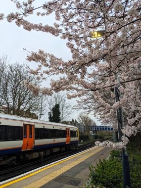 Londra - 03.04.2024: Londra metro treni Kew Gardens istasyonunda boş bir platform ve baharda bulutlu bir gökyüzünün altında çiçek açan kiraz ağaçlarının yanında duruyor.