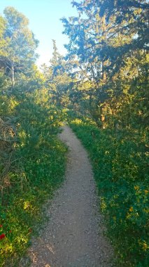 Atina, Yunanistan - 30.3.2018: Lykavittos Tepesi 'ndeki ağaçların arasından süzülen ılık güneş ışığıyla aydınlatılmış verimli bir ormandan geçen huzurlu bir toprak yol