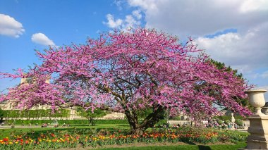 Paris, Fransa - 20 Nisan 2018: Canlı pembe çiçekler Tuileries Garden 'daki bir ağaçta çok renkli lalelerle çiçek açarken, insanlar bahar zamanı arka planda güneşli havanın tadını çıkarıyorlar.