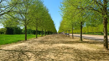 Versailles, Fransa - 20 Nisan 2018: Canlı yeşil yapraklar ve yumuşak güneş ışığı ile sakin bir yol, Versailles Sarayı 'nın güzel bahçelerinde sakin bir atmosfer yaratıyor.