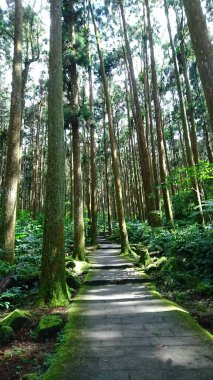 Taichung, Tayvan - 8.10.2018: Xitou Doğa Eğitim Bölgesi 'nde yaz boyunca ağaçların arasından güneş ışığı alan ağaçlarla çevrili boş bir yürüyüş yolu