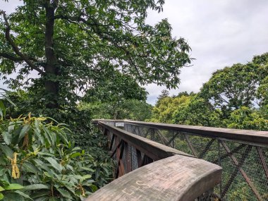 Londra, İngiltere - 07.23.2024: Ağaçlı ve metal bir yürüyüş yolu, ağaçlar arasındaki tepe örtüleri ve Kew Gardens 'ta bulutlu bir gökyüzü altında yapraklar arasında ilerliyor