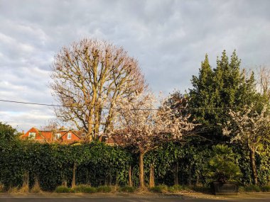 Londra - 03.06.2024: Çiçek açan kiraz ağaçları ve Kew Garden 'ın yanındaki diğer yeşil ağaçlar gün batımında batıya giden platformun üzerinde bulutlu bir gökyüzünün altında güneş ışığı parlıyor.