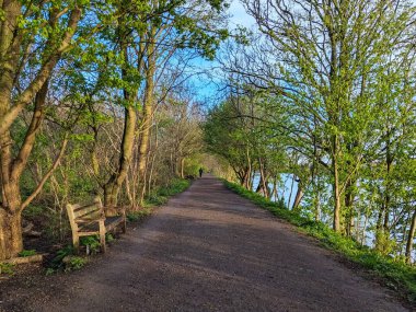 Londra - 03.28.2024: Thames Nehri boyunca her iki tarafında ağaçlar ve mavi gökyüzünün altında nehre bakan bir bankla iki kişi geziniyor.