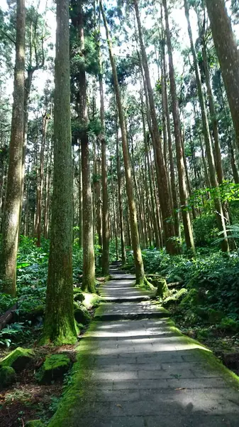Taichung, Tayvan - 8.10.2018: Xitou Doğa Eğitim Bölgesi 'nde yaz boyunca ağaçların arasından güneş ışığı alan ağaçlarla çevrili boş bir yürüyüş yolu