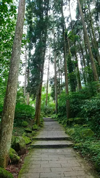 Nantou, Tayvan - 8.10.2018: Güneşli bir yaz gününde güneşli bir gökyüzü altında ağaçlarla çevrili Xitou Doğa Eğitim Bölgesi 'nde boş bir yürüyüş yolu