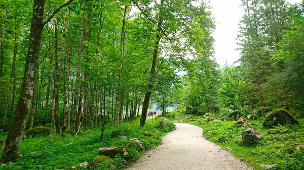 Berchtesgaden Alpleri, Almanya - 6.16.2018: Yosun kaplı kayaların yanında sakin bir doğal ortamda sakin manzarayı keşfeden yürüyüşçülerle yemyeşil ağaçların arasında dolambaçlı bir yol