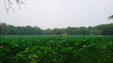 Pekin, Çin - 8.12.2018: Yuanmingyuan 'da yemyeşil nilüfer yaprakları ve pembe çiçeklerle kaplı dingin bir göl manzarası, bulutlu bir gökyüzü altında geleneksel bir tekne
