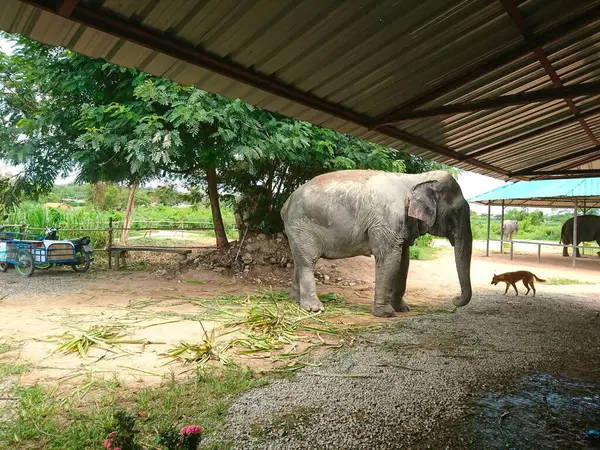 Pattaya, Tayland - 2 Haziran 2019: Fil Ormanı Sığınağı 'nda korunan Asya fili Maximus, yakınlarda köpek ve doğal hayatı koruma ve turizmi ön plana çıkarıyor.