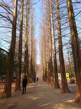 Namiseom, Güney Kore - Şubat 05 2019: İkonik Metasequoia Lane boyunca gezen turistler, yükselen ağaçları ve film mekanı ve sakin doğa mekanıyla ünlüdür.