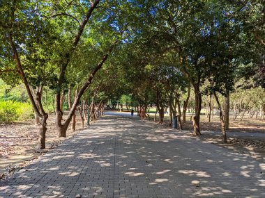 Tainan, Tayvan - 01 Aralık 2022: Yizai Parkı 'nda, yemyeşil bir ağaç gölgesinin altında yürüyen insanlar güneşli bir günde dramatik gölgeler yaratıyor.