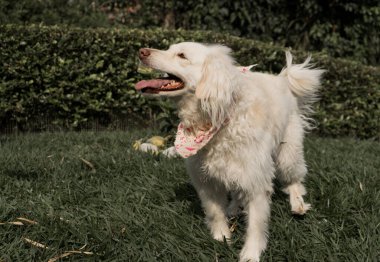 Evcil köpek portresi açık havada oynuyordu ve yazın parkta açık havada beyaz bir köpek vardı.