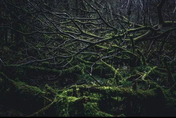 Branches Arbres Moussus Dans Une Forêt — Photo