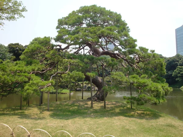 Jardín Japonés Cultura Que Sentí Que Era Hermosa —  Fotos de Stock