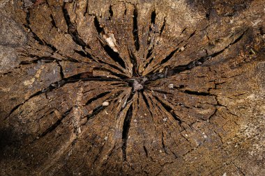 fotoğraf günlük kaydı üst görünüm arkaplanı ve dokusu