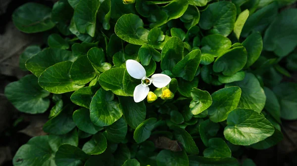 Foto Natur Weiße Blume Schneeglöckchen Grünen Blättern — Stockfoto